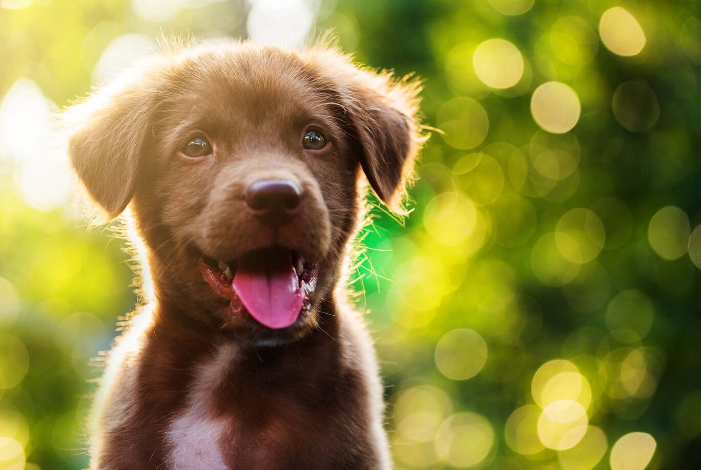 Un cane curioso con uno sguardo felice in un ambiente soleggiato