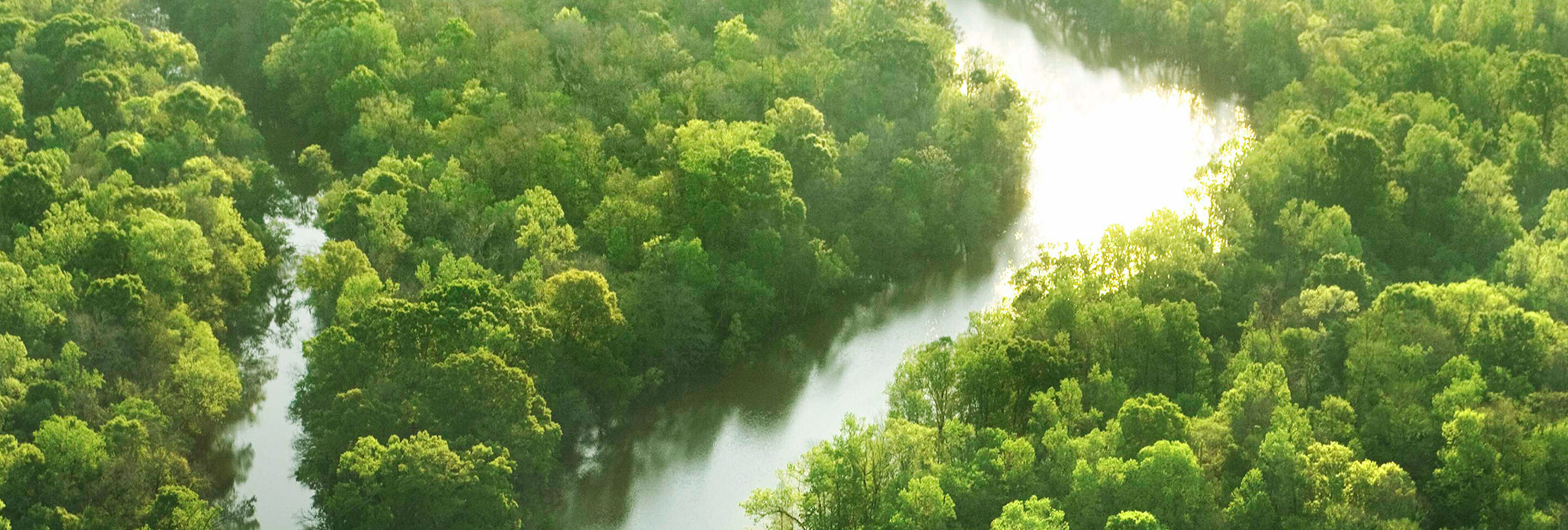 Un'ampia vista su una foresta verde con un fiume tortuoso che attraversa la natura.